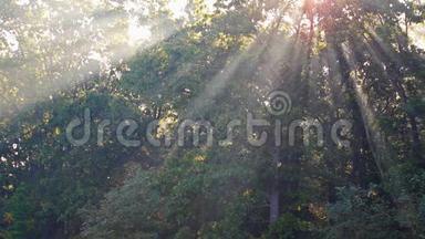 在一个雾蒙蒙的早晨，秋天的森林里，阳光落在小径上。